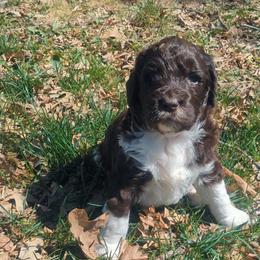 Jackson - male Newfypoo puppy in South Haven, Minnesota from Hidden Haven Poodles and Doodles