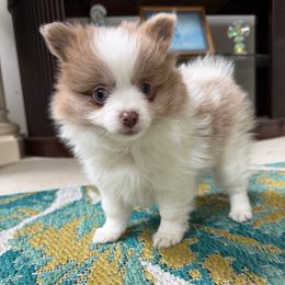 Missy - Chocolate female Pomeranian puppy in Saint Louis, Missouri from Velvet Crown Kennels 👑