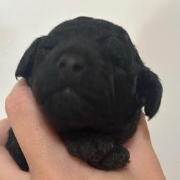 Gem - Black male Poodle puppy in Leesville, Louisiana from BlackGoldToyPoodles