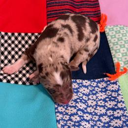 Joy - Red merle female Australian Shepherd puppy in Harrah, Oklahoma from Kamm's Aussies