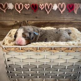Sage - Blue merle female Bernedoodle puppy in Idaho from Bernese By Barzees