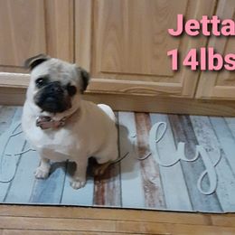 Shadow - Pug