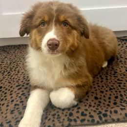 Ruby - Red tri-color female Australian Shepherd puppy in Preston, Idaho from KC Bar Ranch Aussies