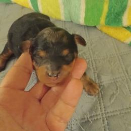 Girl two - Merle female Cavapoo puppy in East Providence, Rhode Island from Marta's Cavaliers