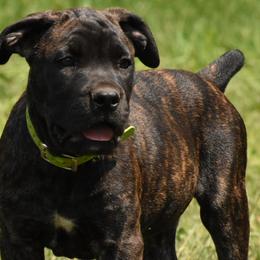 Barney - Cane Corso puppy from Willow Creek Cane Corsos