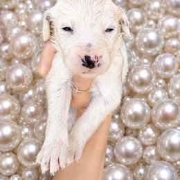 Pearl - White and black male Dalmatian puppy in Bremen, Georgia from Clark’s Dalmatians