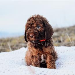 Orange boy - Sable male Cockapoo puppy in Missoula, Montana from Big Sky Cockapoos