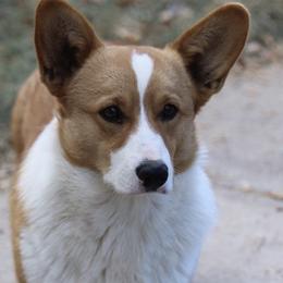 Sherman - Pembroke Welsh Corgi