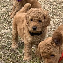Cinnamon - Apricot female Poodle puppy in Union Grove, Alabama from Beltane Bonnies