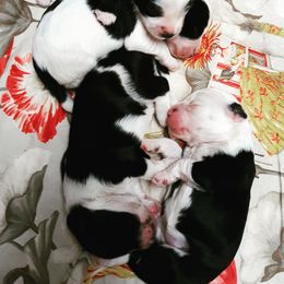 Tibetan Terrier Puppies from Windamere Tibetan Terriers