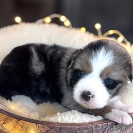 Cosmo - Blue merle male Australian Shepherd puppy in Statesville, North Carolina from Charming Australian Shepherds