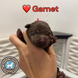 Garnet - Chocolate male Labrador Retriever puppy in Elloree, South Carolina from Moonlight Kennels LLC