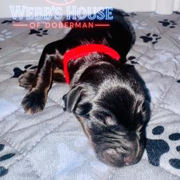 Red Collar Female - Black and rust female Doberman Pinscher puppy in Bargersville, Indiana from Webb’s House of Doberman LLC