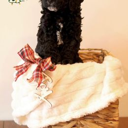 Australian Labradoodle Puppies from Clinch River Labradoodles