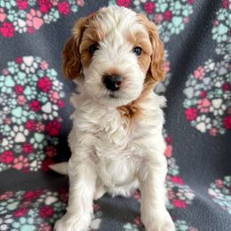 Miss Pink - Parti female Goldendoodle puppy in Lowville, New York from Valley View Doodles