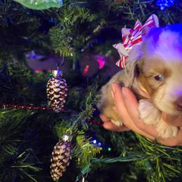 Blitzen - Red merle male Miniature Australian Shepherd puppy in Arlington, Texas from CopperHead Aussies