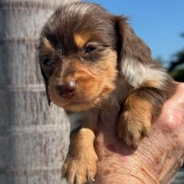 Lily - Piebald female Dachshund puppy in Largo, Florida from DeJohn