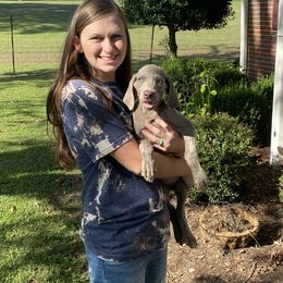 Girl 2 - Silver gray Weimaraner puppy in Huntingdon, Tennessee from Three Oak’s Kennel