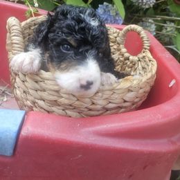 Max - Tri-color male Bernedoodle puppy in Candia, New Hampshire from Joyful Pastures Homestead