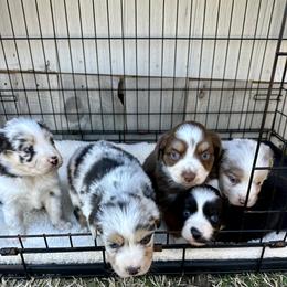 Miniature Australian Shepherd Puppies from Wild Outlaw Aussies