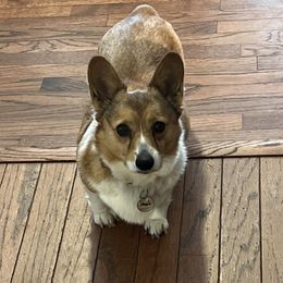 Annie - Pembroke Welsh Corgi