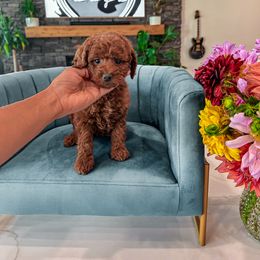 C A N D Y- Teddy Bear - 20-30 lbs - Red  female Goldendoodle puppy in Pleasant View, Utah from Anchor Dogs