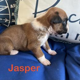 Boxer Puppies from Happy Go Boxers