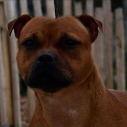 Dita - Staffordshire Bull Terrier