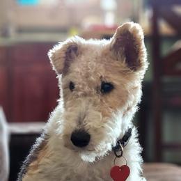 Freya - Wire Fox Terrier
