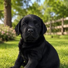 Jewel (No Collar) - Black female Dilute Retriever puppy in Baldwin City, Kansas from Hedge Lane Labradors