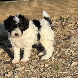 Tater Tot - Parti male Poodle puppy in Cabool, Missouri from Rafter B Farms