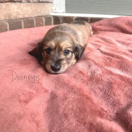 Zero - Cream male Dachshund puppy in Molino, Florida from Dooney's Dachshunds
