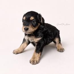 Walker - Black phantom male Aussiedoodle puppy in Weatherford, Texas from Grand Ole Aussies