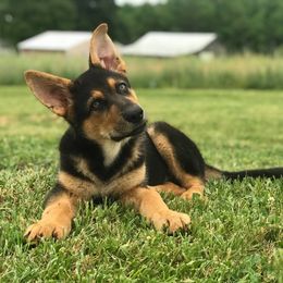 German Shepherd Puppies from Countryside Kennel