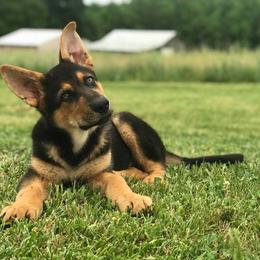 German Shepherd Puppies from Countryside Kennel