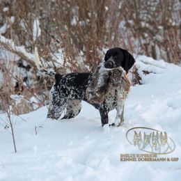 Pepper - German Shorthaired Pointer