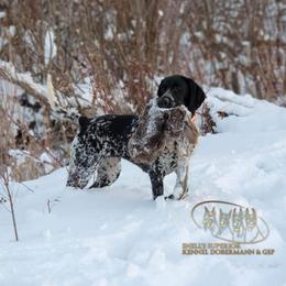 Pepper - German Shorthaired Pointer
