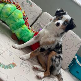Kona - Miniature Australian Shepherd