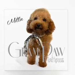 Millie - Poodle