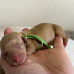 Hays - Dachshund puppy in Waynesville, North Carolina from Blue Ridge Doxies