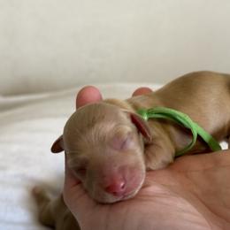 Hays - Dachshund puppy in Waynesville, North Carolina from Blue Ridge Doxies