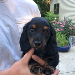 Dachshund Puppies from Long Little Dog Ranch