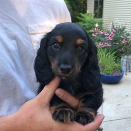Dachshund Puppies from Long Little Dog Ranch