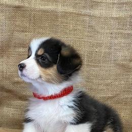 Australian Shepherds and Pembroke Welsh Corgis from Mallory Pembroke Welsh Corgis And Australian Shepherds