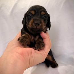 Thunder - Black and tan male Dachshund puppy in Southwest Ranches, Florida from Breezy Florida Dachshunds