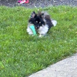 Pomeranian puppies from Country Oak Poms LLC