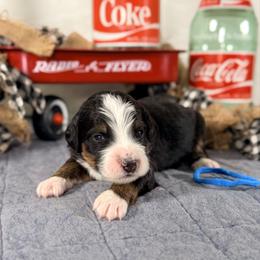 Levi's (blue boy) - Tri-color male Bernedoodle puppy in Waukesha, Wisconsin from Bernedoodle Boutique (and Cavapoos)