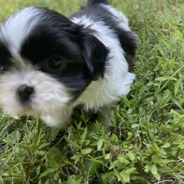 Shih Tzu Puppies from Dempsey’s Darlings