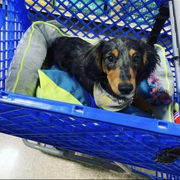 Dachshund Puppies from ForeversEdge Doxies