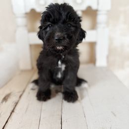 Kala - Goldendoodle puppy from Nolie Doodles